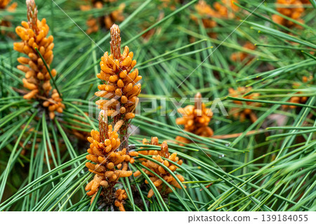 A close-up of male flowers blooming on a pine tree and a spring natural landscape. A close-up of male flowers blooming on a pine tree and a spring natural landscape. 139184055