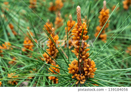 A close-up of male flowers blooming on a pine tree and a spring natural landscape. A close-up of male flowers blooming on a pine tree and a spring natural landscape. 139184056