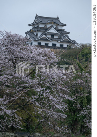 Hikone Castle in spring 139184063