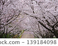 Cherry blossoms in full bloom cover the road. 139184098