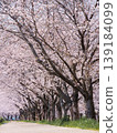 Cherry blossoms in full bloom along the roadside 139184099