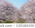 Cherry blossoms in full bloom shining in the blue sky 139184100