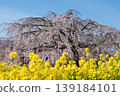 Cherry blossoms and rape blossoms in full bloom against the blue sky 139184101