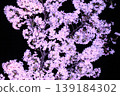 Cherry blossoms at night 139184302
