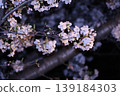 Cherry blossoms at night 139184303