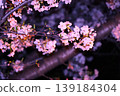 Cherry blossoms at night 139184304