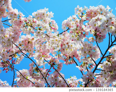 A scene of Somei Yoshino cherry blossoms and a blue sky, taken in 2026. A scene of Somei Yoshino cherry blossoms and a blue sky, taken in 2026. 139184365