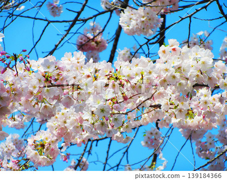 A scene of Somei Yoshino cherry blossoms and a blue sky, taken in 2026. 139184366