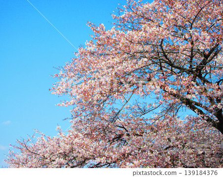 2026年拍攝的染井吉野櫻花與藍天的風景照。 2026年拍攝的染井吉野櫻花與藍天的風景照。 139184376