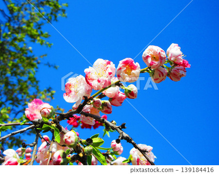 碧空如洗的桃花美景（攝於2026年） 139184416