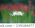 A single white spider lily 139184477
