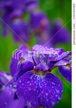 Irises, wet with raindrops that signal the arrival of early summer (vertical composition) Irises, wet with raindrops that signal the arrival of early summer (vertical composition) 139184489