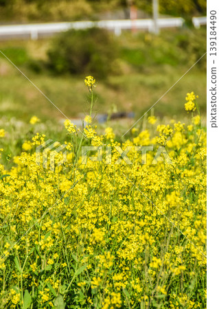 Rape blossoms blooming on the bank Rape blossoms blooming on the bank 139184490