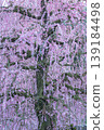 Suzuka Forest Garden 139184498
