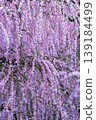 Suzuka Forest Garden 139184499
