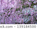 Suzuka Forest Garden 139184500