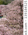 Suzuka Forest Garden 139184525
