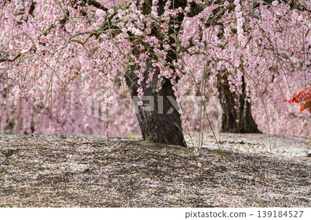 Suzuka Forest Garden Suzuka Forest Garden 139184527