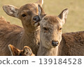 Deer in Nara Park 139184528
