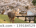 Deer in Nara Park 139184529
