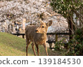 Deer in Nara Park 139184530