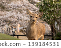 Deer in Nara Park 139184531
