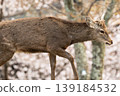 Deer in Nara Park 139184532