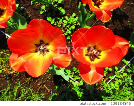 A view of a tulip field in an urban agricultural park (photographed in 2026) A view of a tulip field in an urban agricultural park (photographed in 2026) 139184546