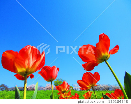 城市農業公園裡的鬱金香花田景色（攝於2026年） 139184548