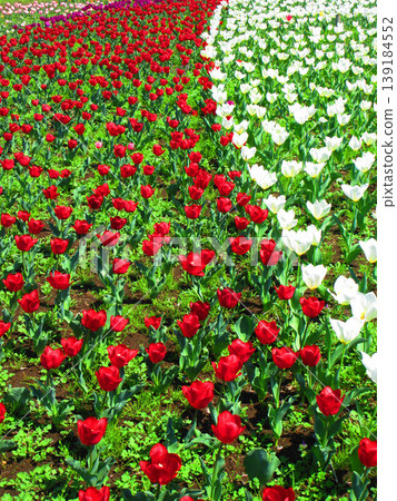 城市農業公園裡的鬱金香花田景色（攝於2026年） 139184552