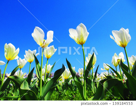 A landscape of white tulip fields in an urban agricultural park (photographed in 2026) A landscape of white tulip fields in an urban agricultural park (photographed in 2026) 139184553