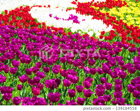 A view of a tulip field in an urban agricultural park (photographed in 2026) A view of a tulip field in an urban agricultural park (photographed in 2026) 139184558