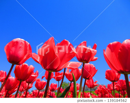 A view of a tulip field in an urban agricultural park (photographed in 2026) 139184562