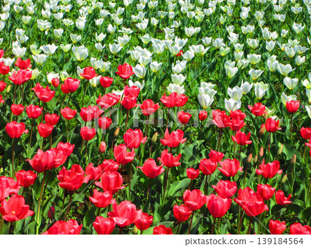 城市農業公園裡的鬱金香花田景色（攝於2026年） 139184564
