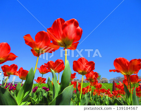城市農業公園裡的鬱金香花田景色（攝於2026年） 139184567