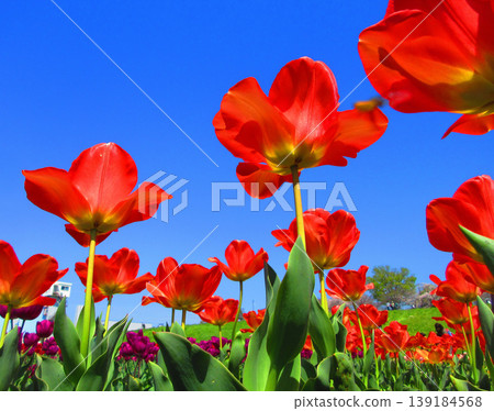 A view of a tulip field in an urban agricultural park (photographed in 2026) 139184568