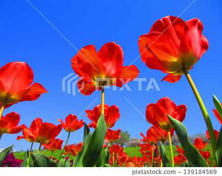 A view of a tulip field in an urban agricultural park (photographed in 2026) 139184569