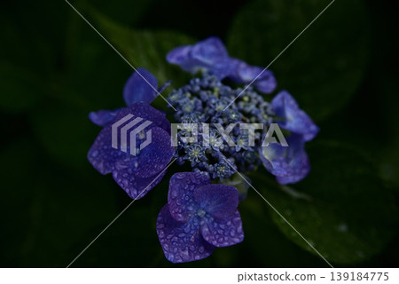 岐阜縣遊華寺的繡球花 岐阜縣遊華寺的繡球花 139184775