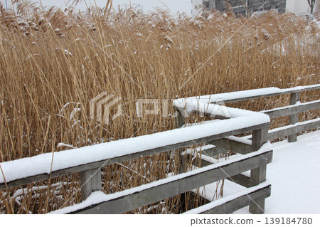 枯萎的蘆葦頂端覆蓋著皚皚白雪,構成了一幅冬日美景。 枯萎的蘆葦頂端覆蓋著皚皚白雪,構成了一幅冬日美景。 139184780