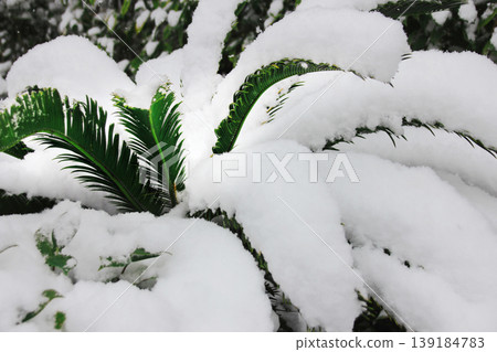積雪堆積起來，蓋住了綠葉。 139184783
