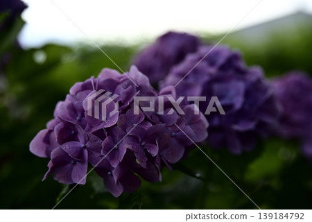 岐阜縣遊華寺的繡球花 岐阜縣遊華寺的繡球花 139184792