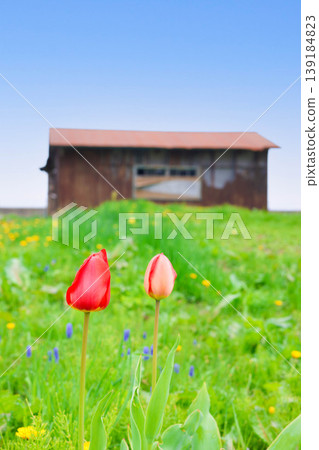 Red tulips blooming in the field 139184823