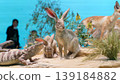 Doha, Qatar - Jan 06 2024, a close up view of stuffed animals, hares and gazelle and varan, monitor lizard, in exhibition of National Museum of Qatar, Doha, Qatar 139184882