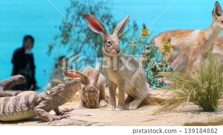Doha, Qatar - Jan 06 2024, a close up view of stuffed animals, hares and gazelle and varan, monitor lizard, in exhibition of National Museum of Qatar, Doha, Qatar 139184882