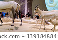 Doha, Qatar - Jan 06 2024, A close up view of stuffed animals, goats large and small, an ostrich is visible in the background, at the exhibition of the National Museum of Qatar, Doha, Qatar 139184884