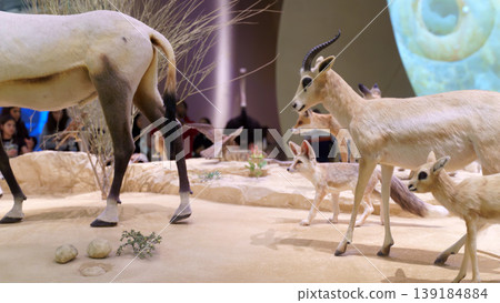 Doha, Qatar - Jan 06 2024, A close up view of stuffed animals, goats large and small, an ostrich is visible in the background, at the exhibition of the National Museum of Qatar, Doha, Qatar 139184884