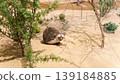 Doha, Qatar - Jan 06 2024, A close up view of a stuffed animal, a desert hedgehog, with some plants in the foreground and background, on exhibition at the National Museum of Qatar, Doha, Qatar 139184885