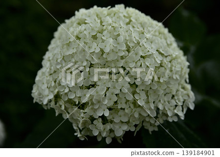 岐阜縣遊華寺的繡球花 岐阜縣遊華寺的繡球花 139184901