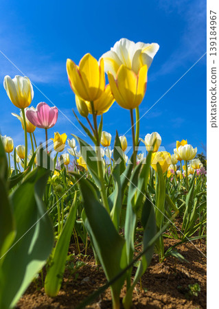 Tulips in full bloom Tulips in full bloom 139184967