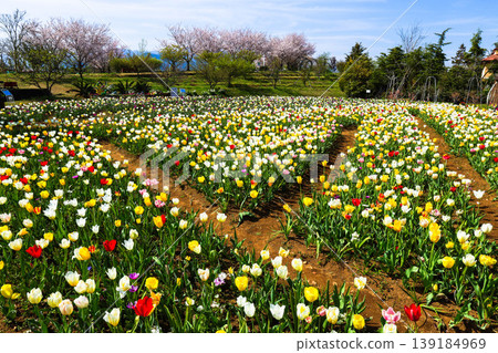 Tulips in full bloom Tulips in full bloom 139184969